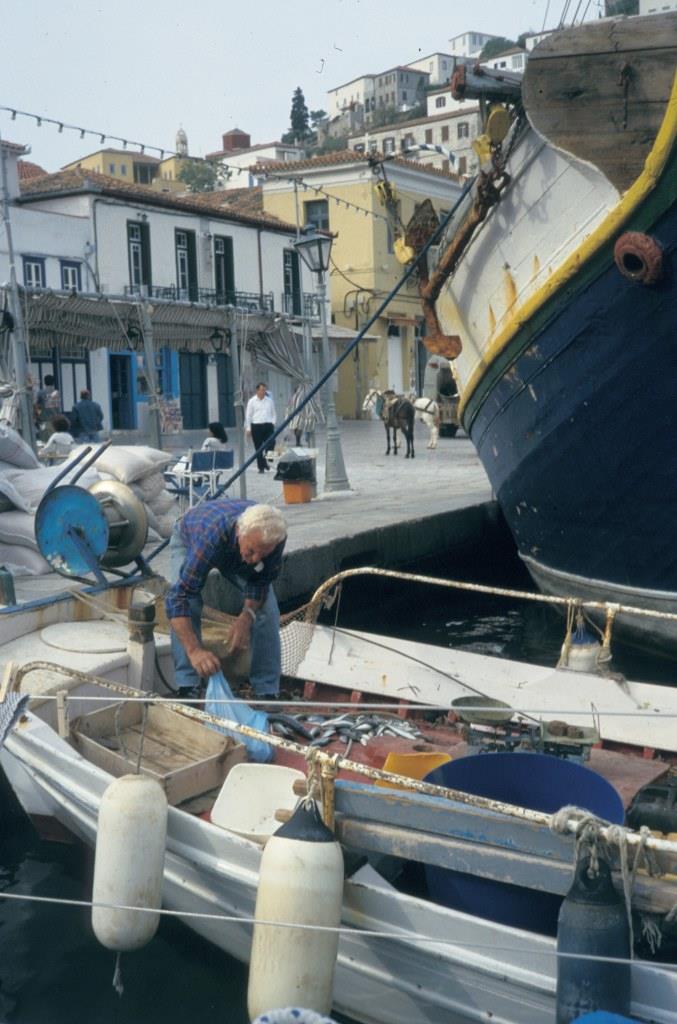Hydra - 1996